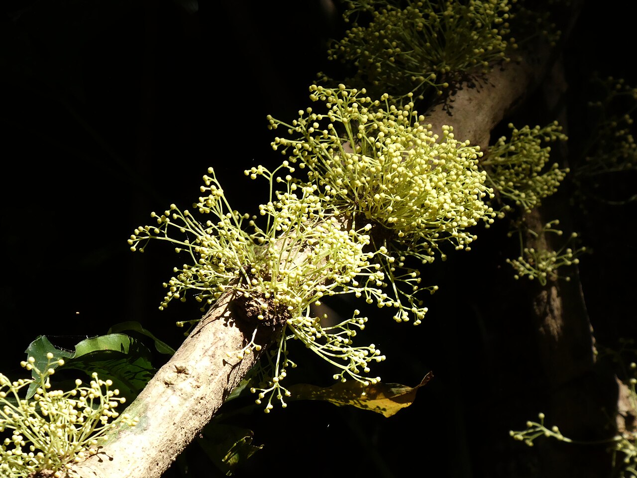 Pycnarrhena novoguineensis