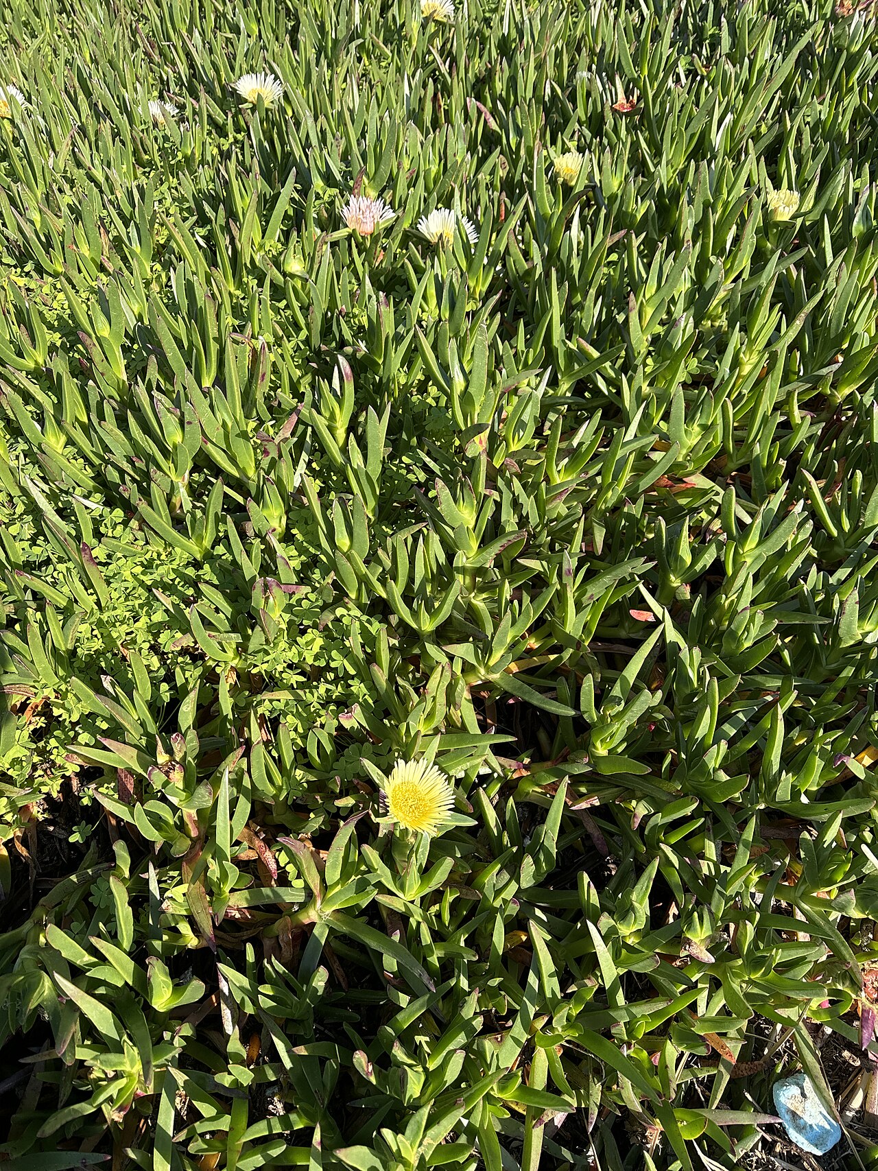 Carpobrotus chilensis