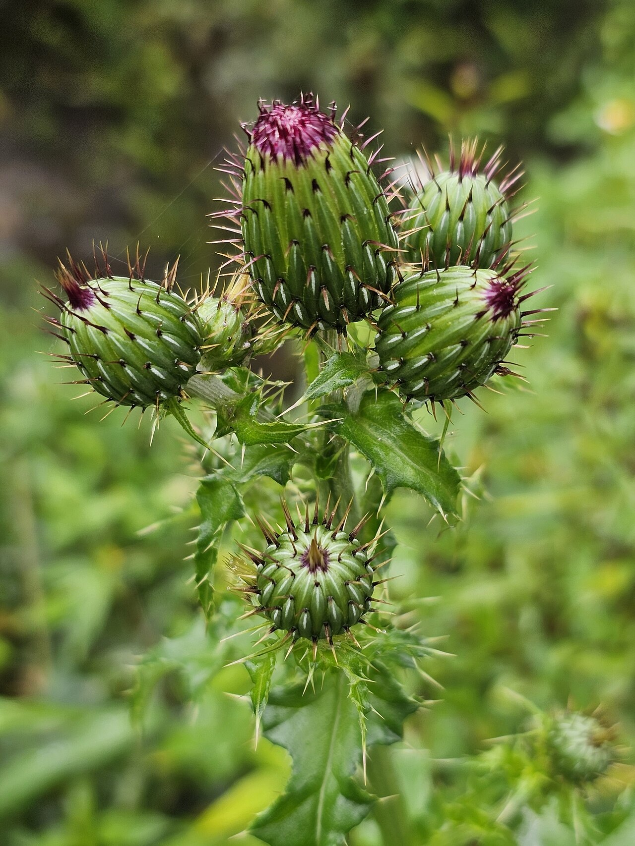 Cirsium mexicanum