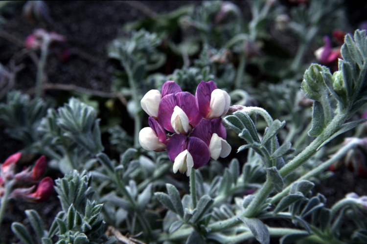 Lathyrus littoralis