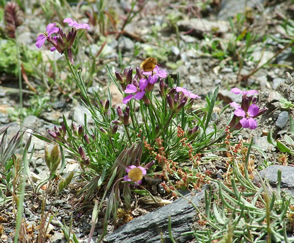 Erysimum baeticum