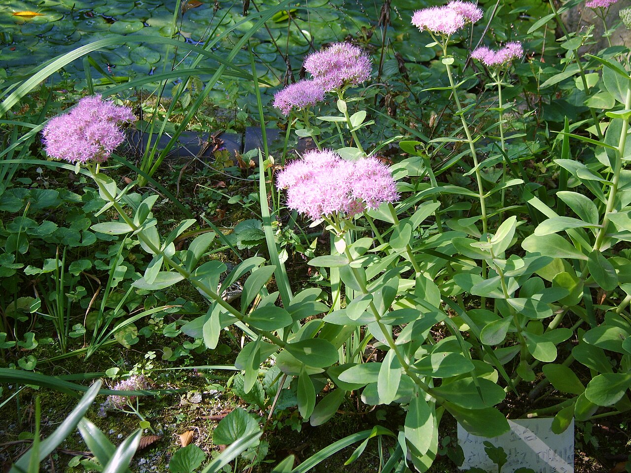 Hylotelephium erythrostictum