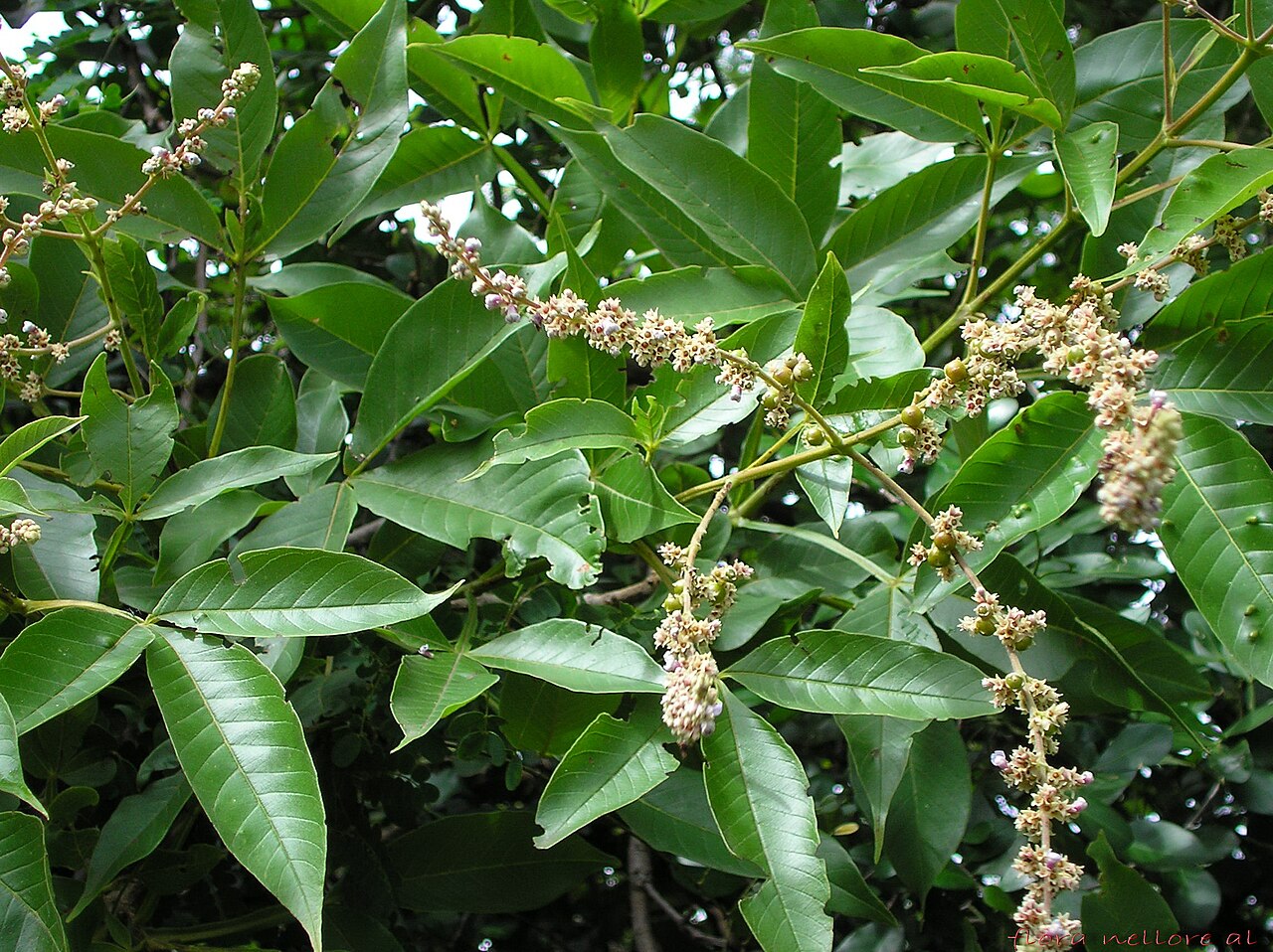 Vitex altissima