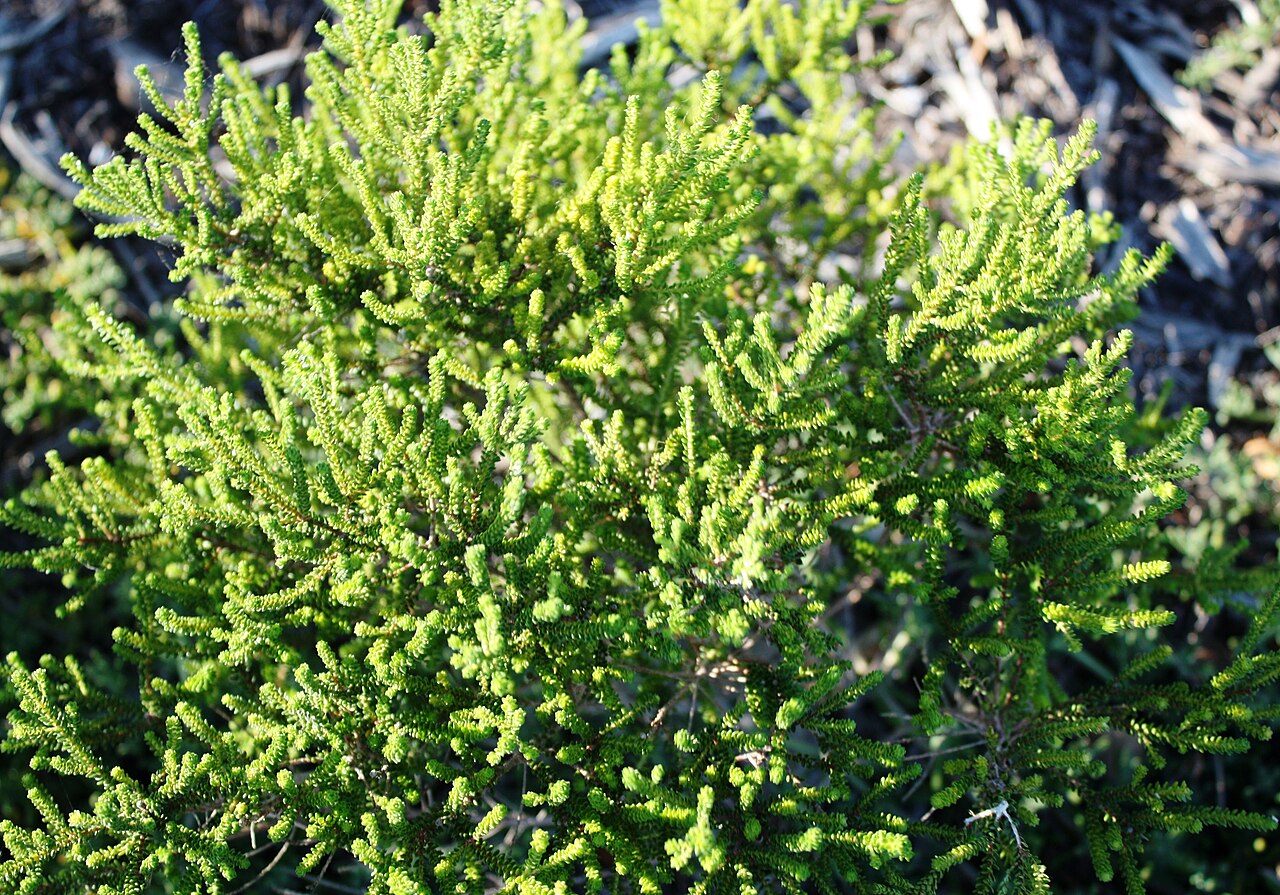 Agathosma cerefolia