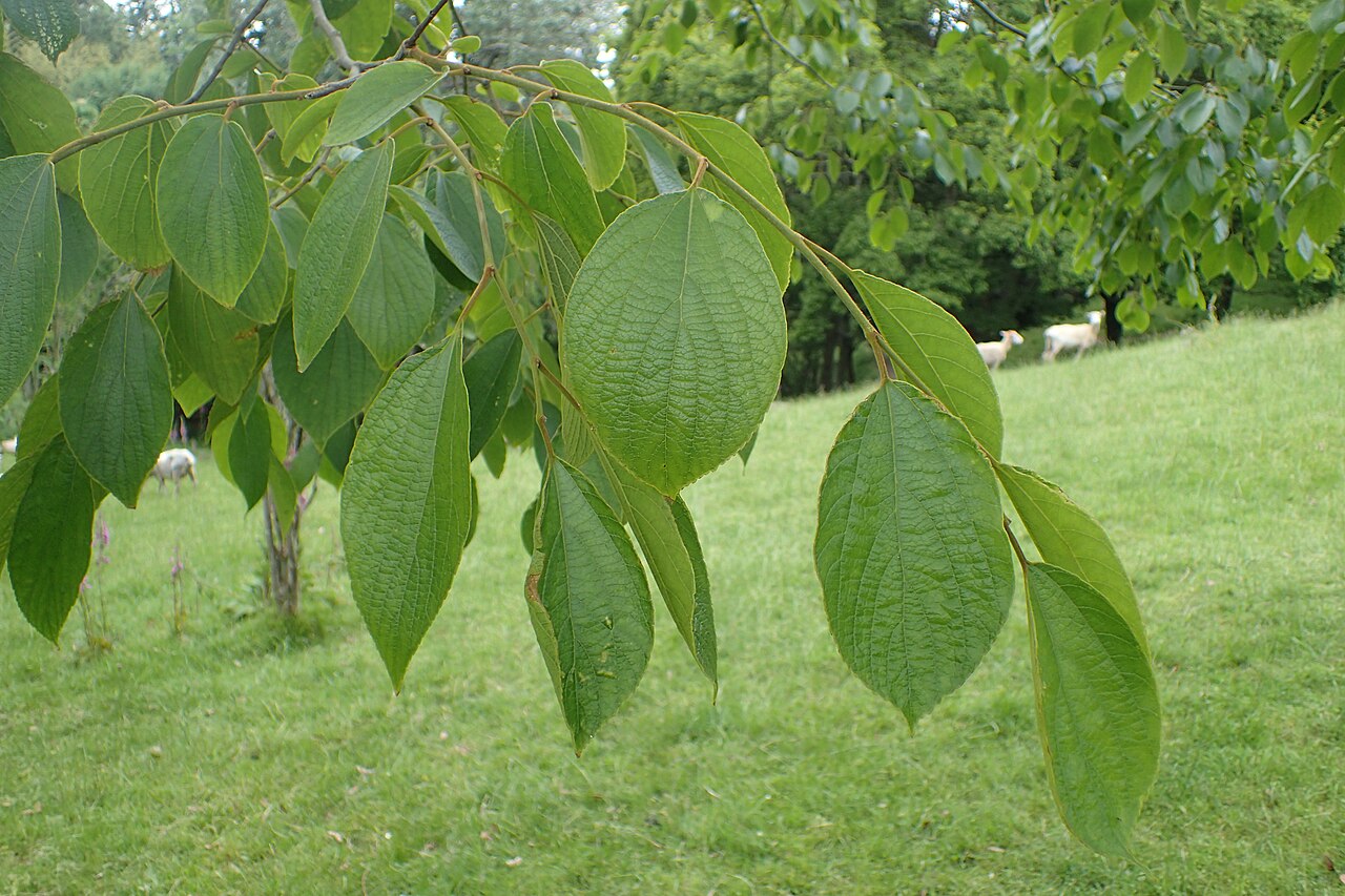 Celtis julianae