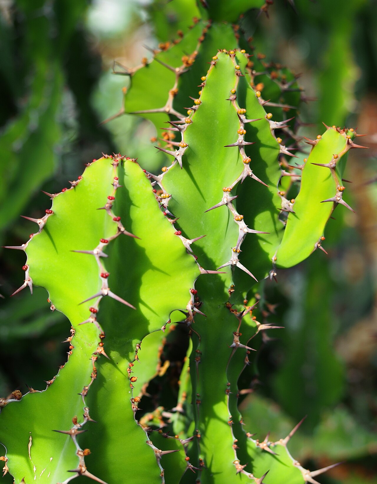 Euphorbia grandialata