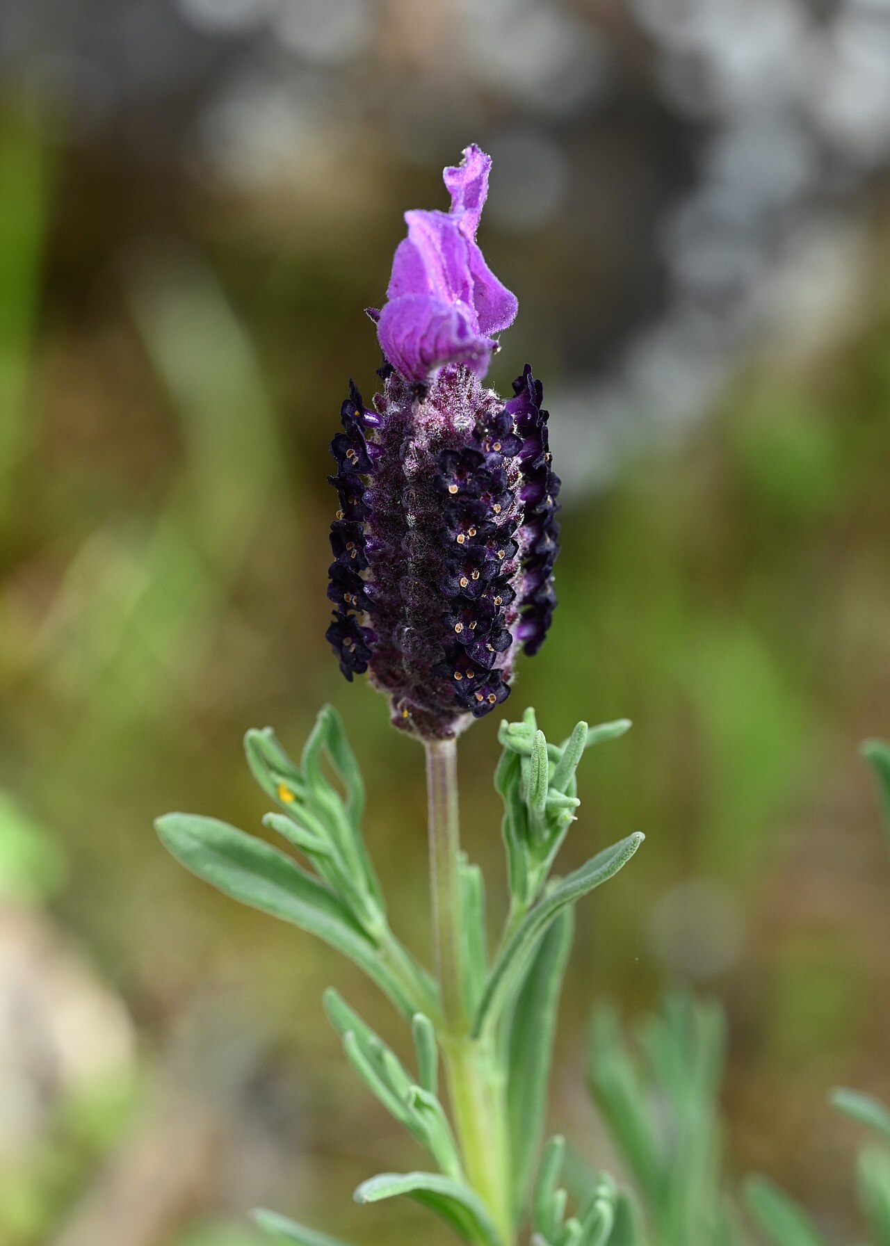 Lavandula stoechas