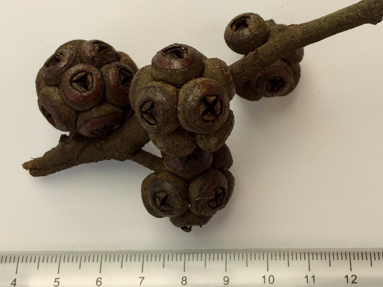 Brown stringybark