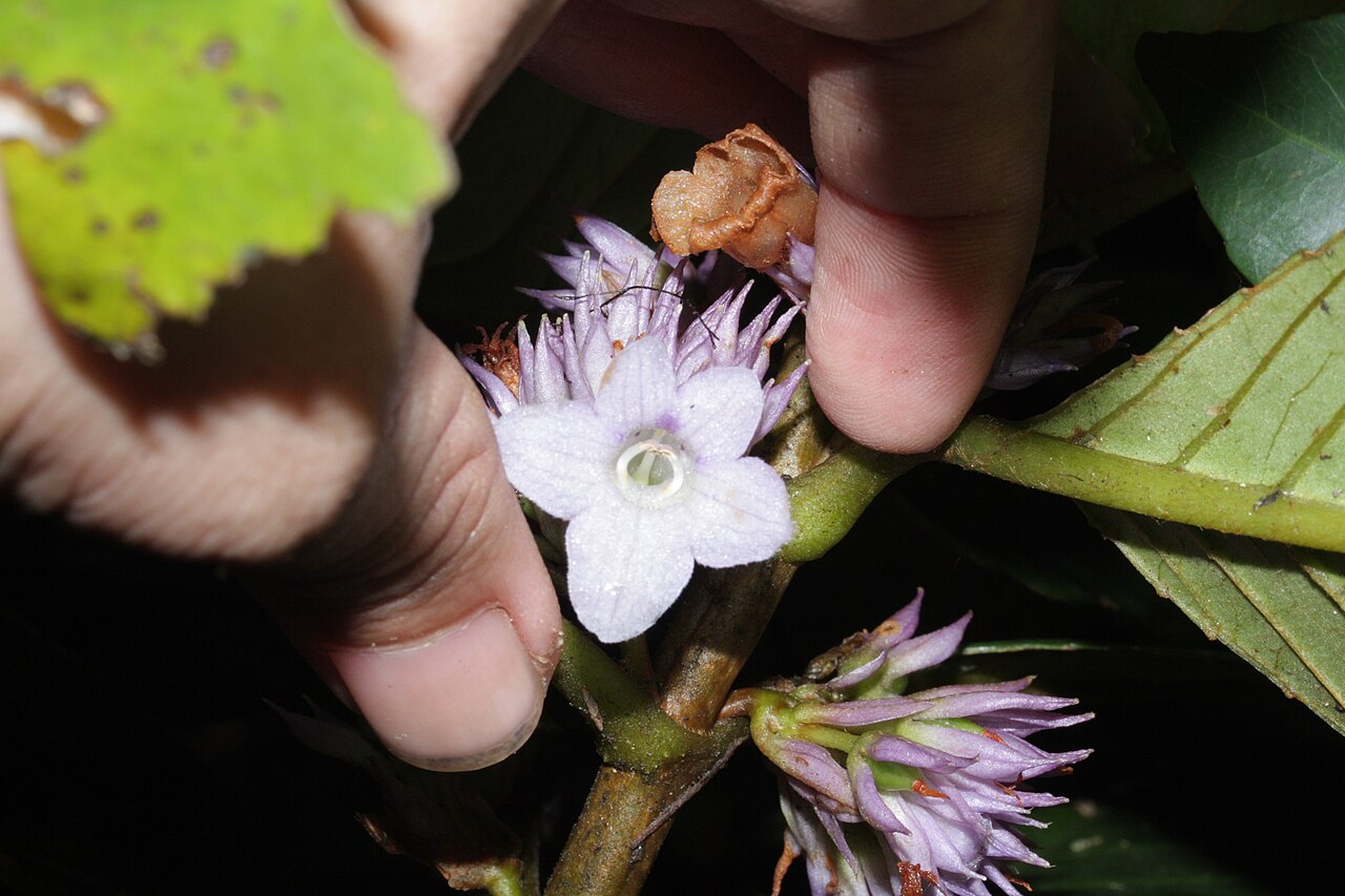 Cyrtandra cleopatrae