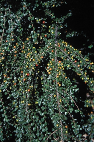 Cistanthe parryi
