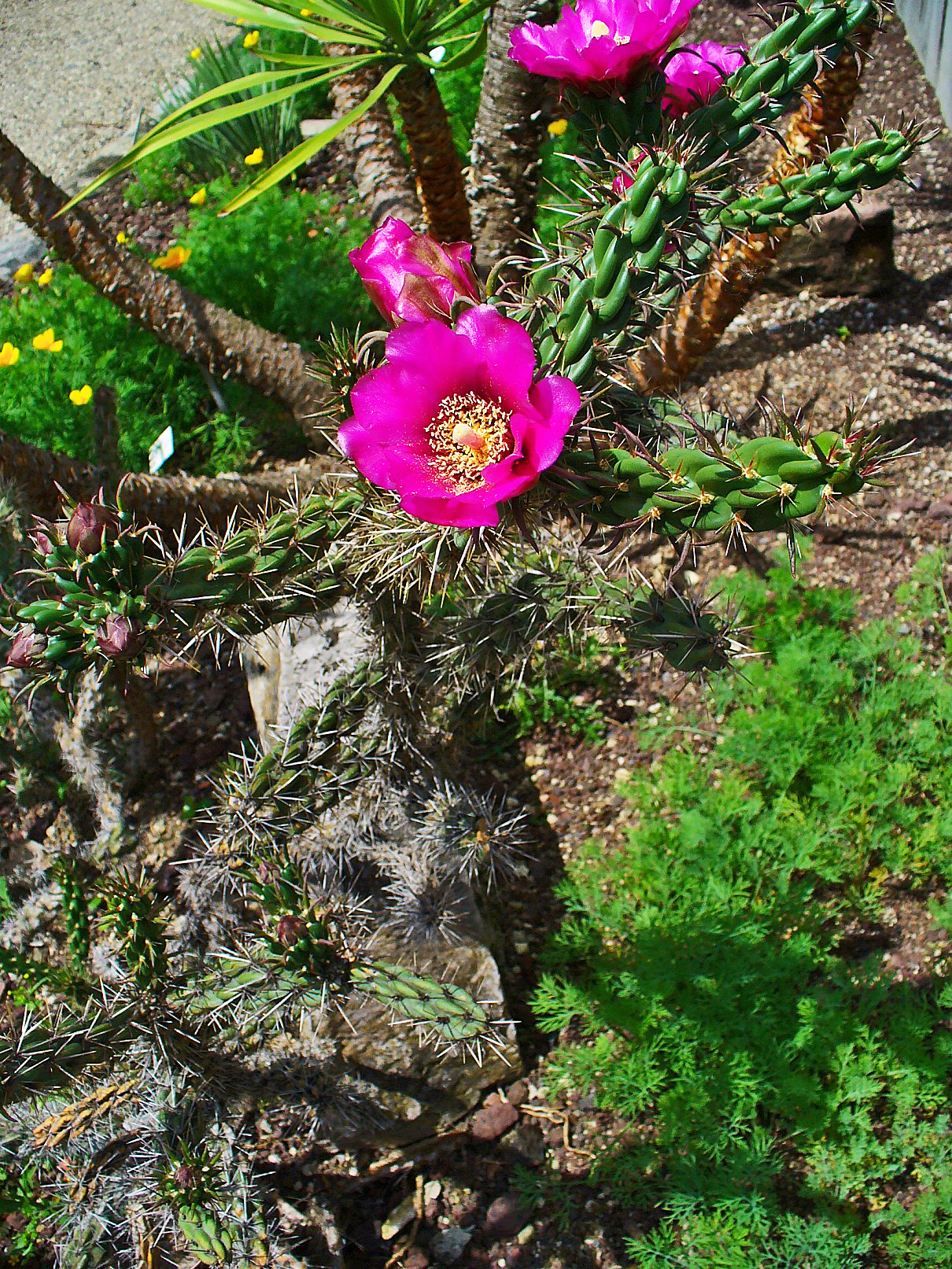 Cylindropuntia imbricata