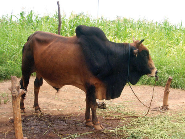 Azaouak