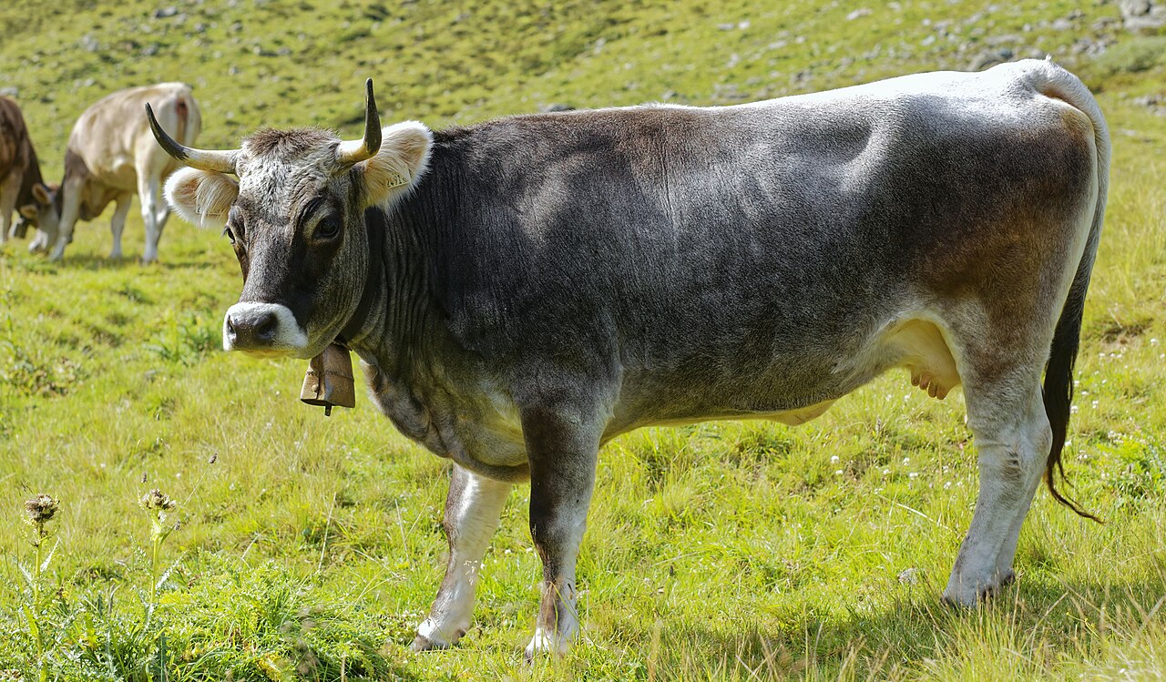 Tyrolean grey