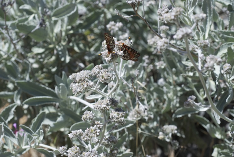 Eriodictyon tomentosum