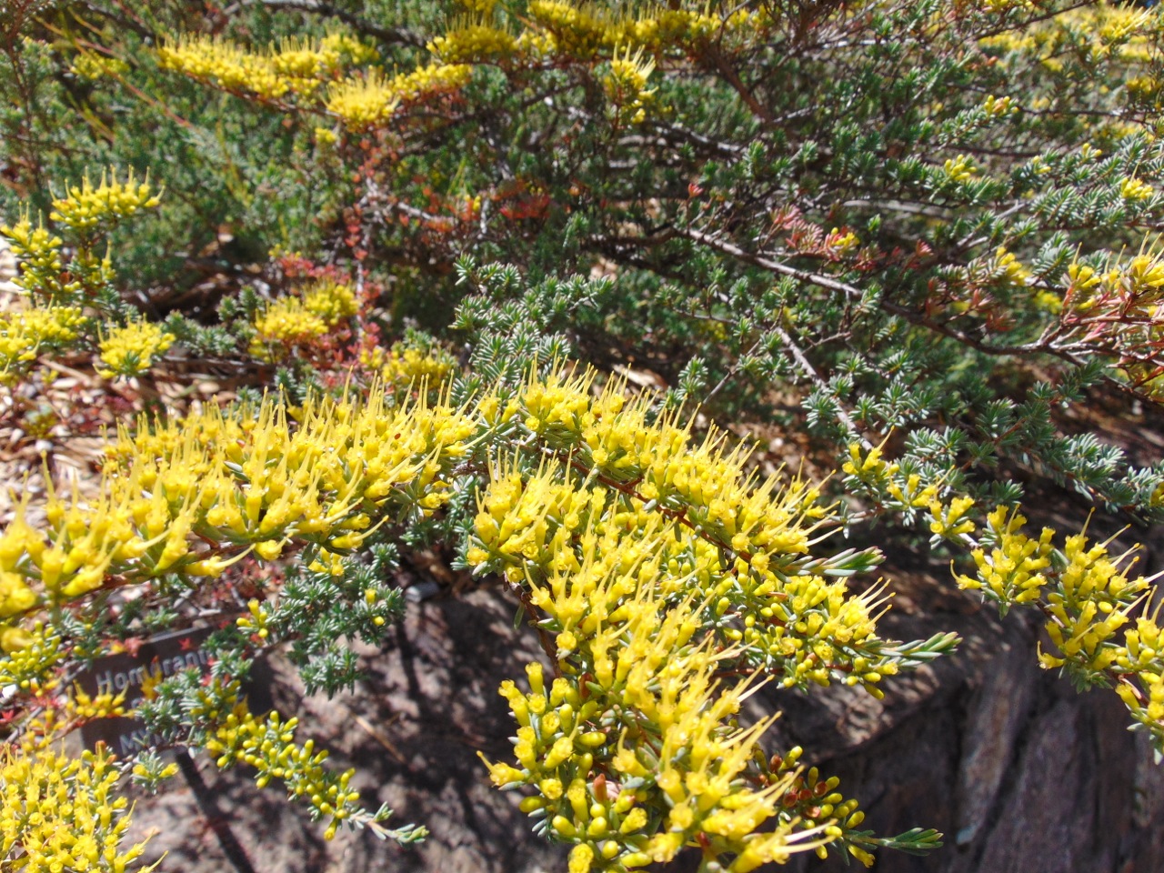 Homoranthus prolixus