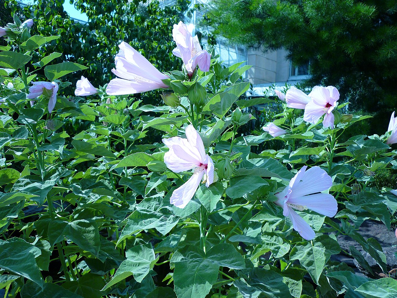 Hibiscus grandiflorus