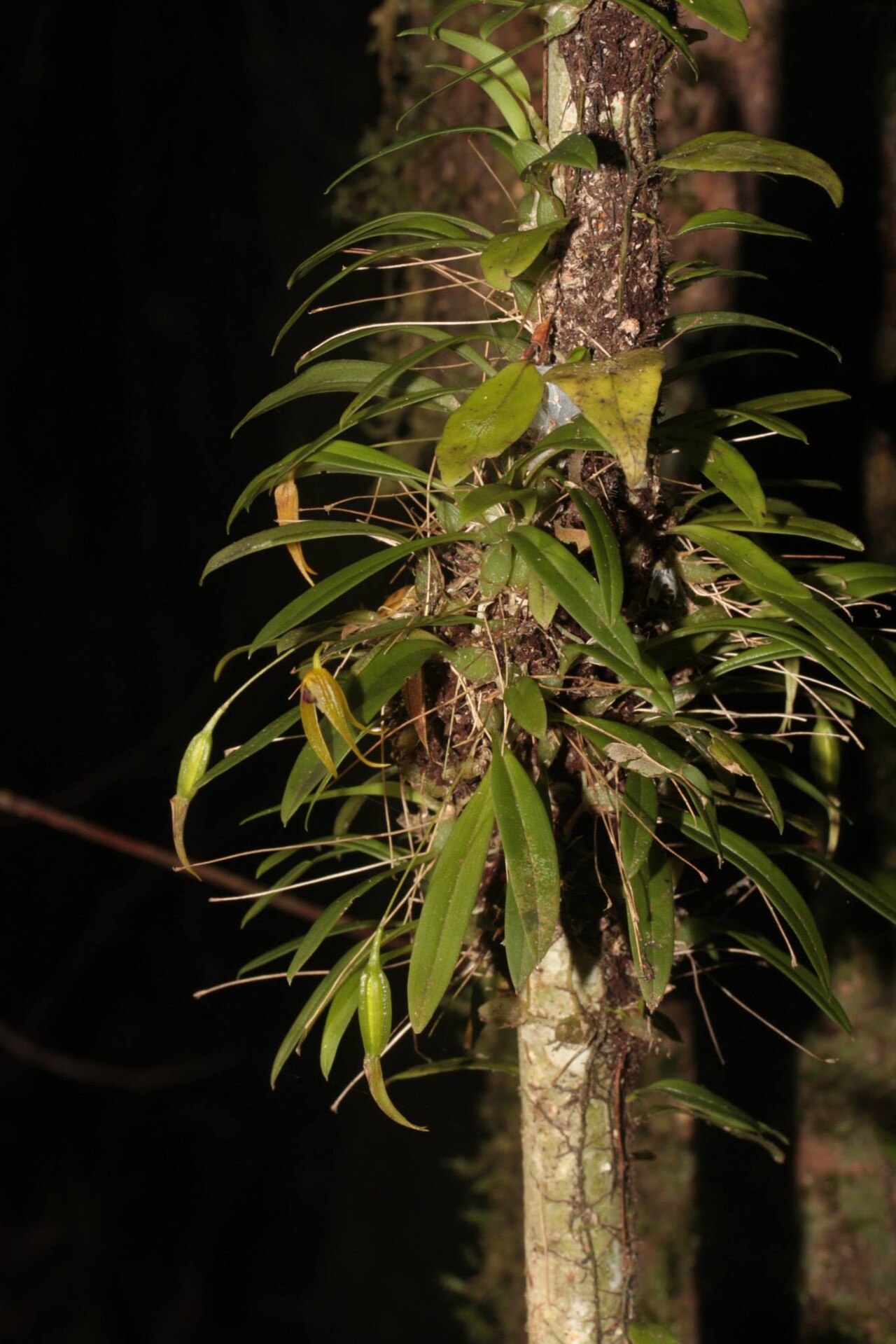 Bulbophyllum colubrimodum