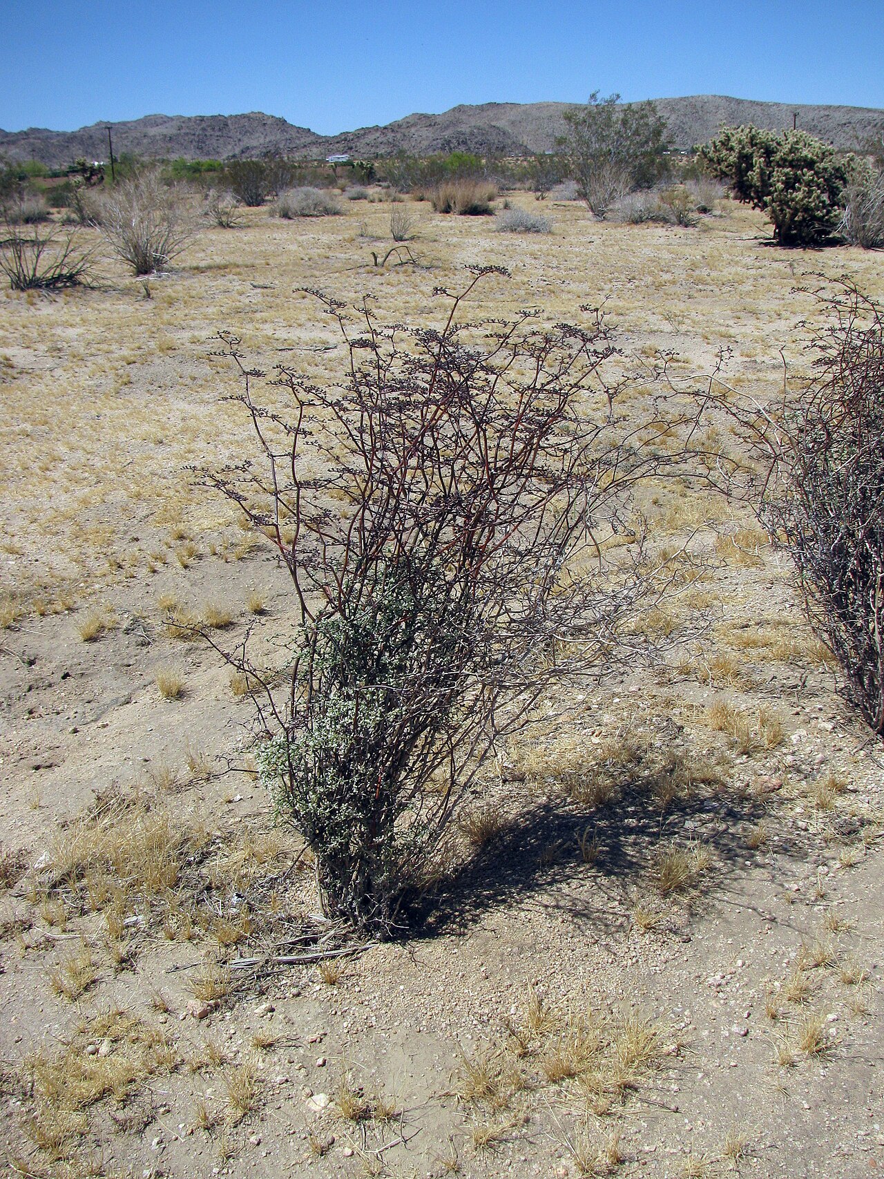 Eriogonum plumatella