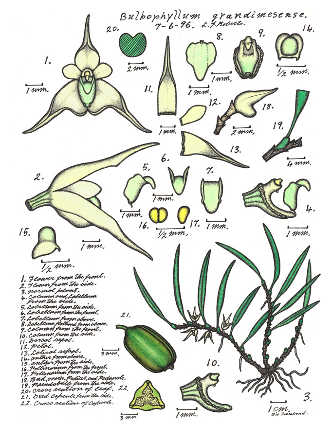 Pale rope orchid