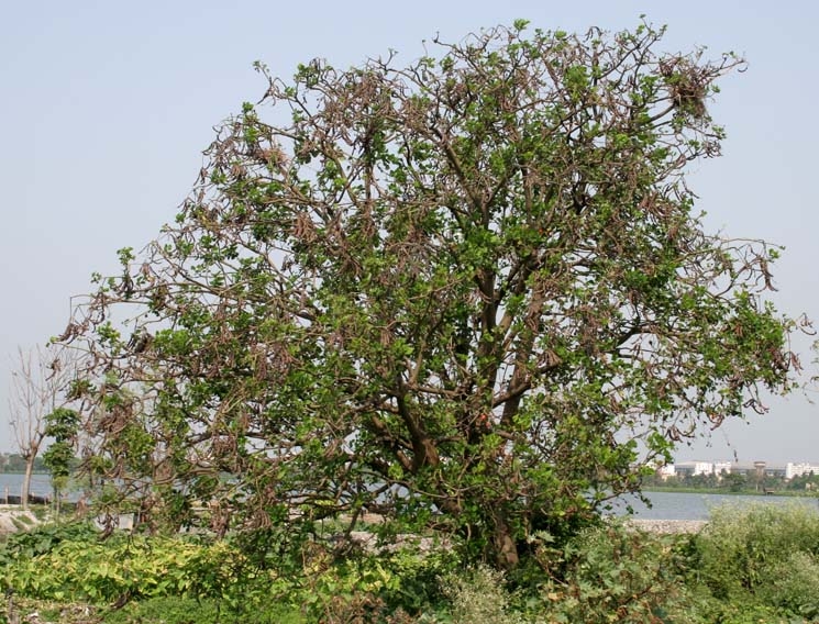 Tiger's claw or Indian coral tree
