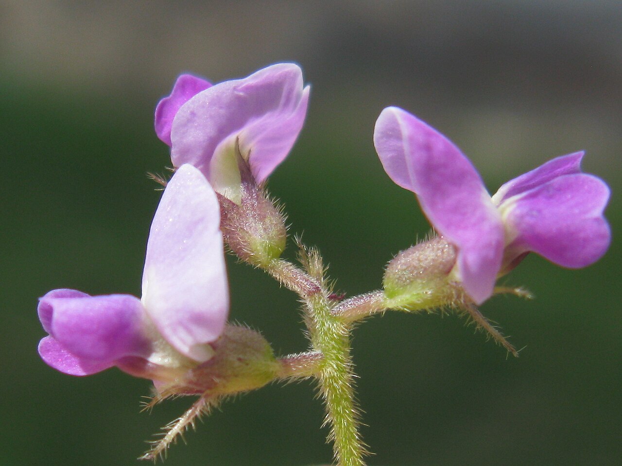Glycine tomentella