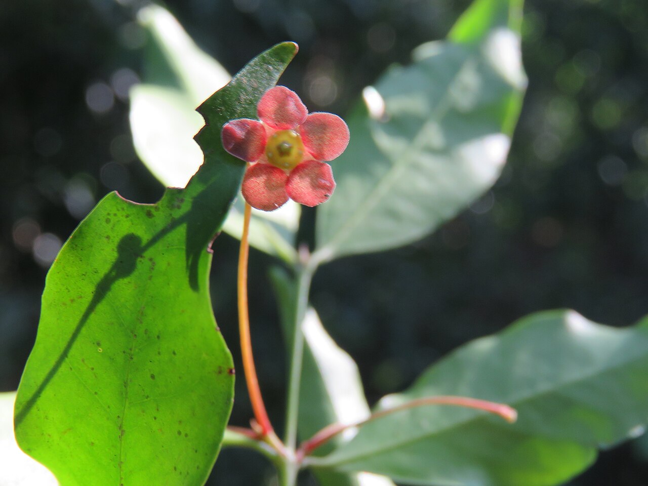 Euonymus angulatus