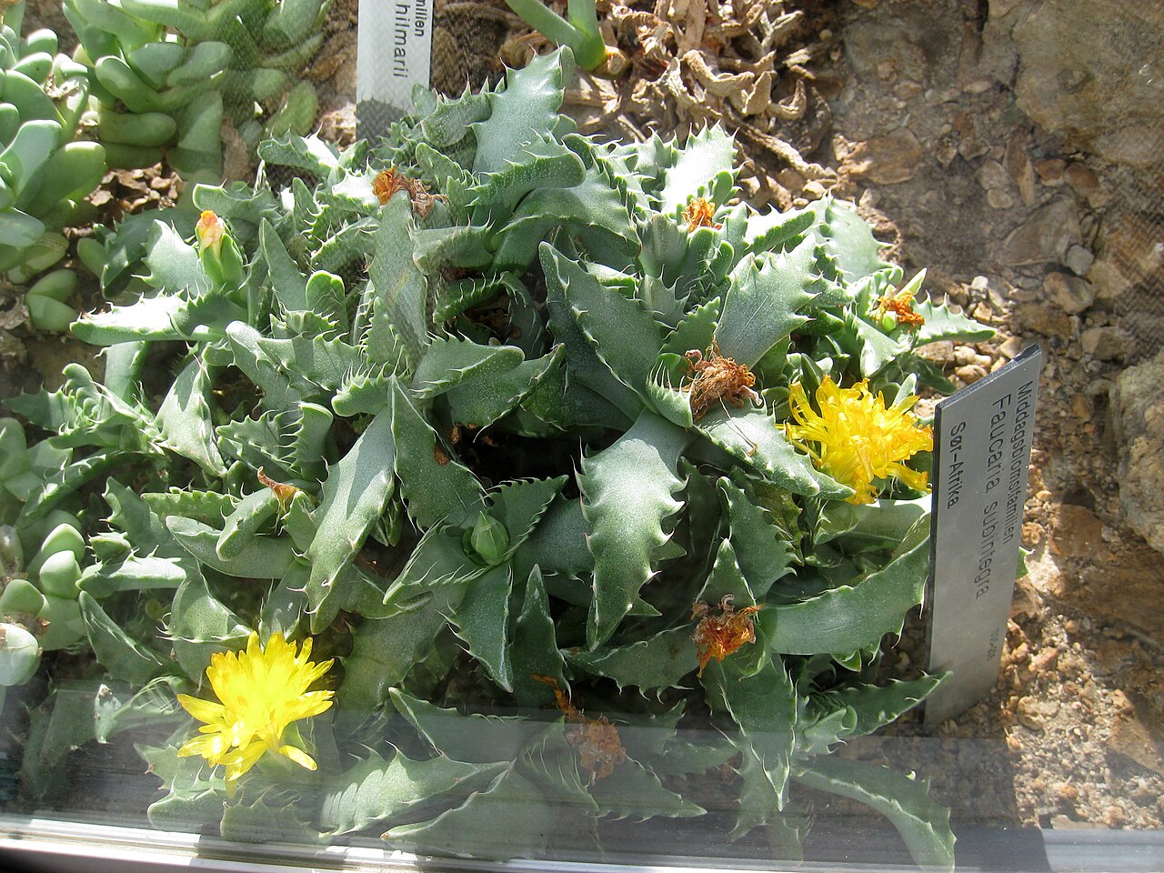Faucaria subintegra