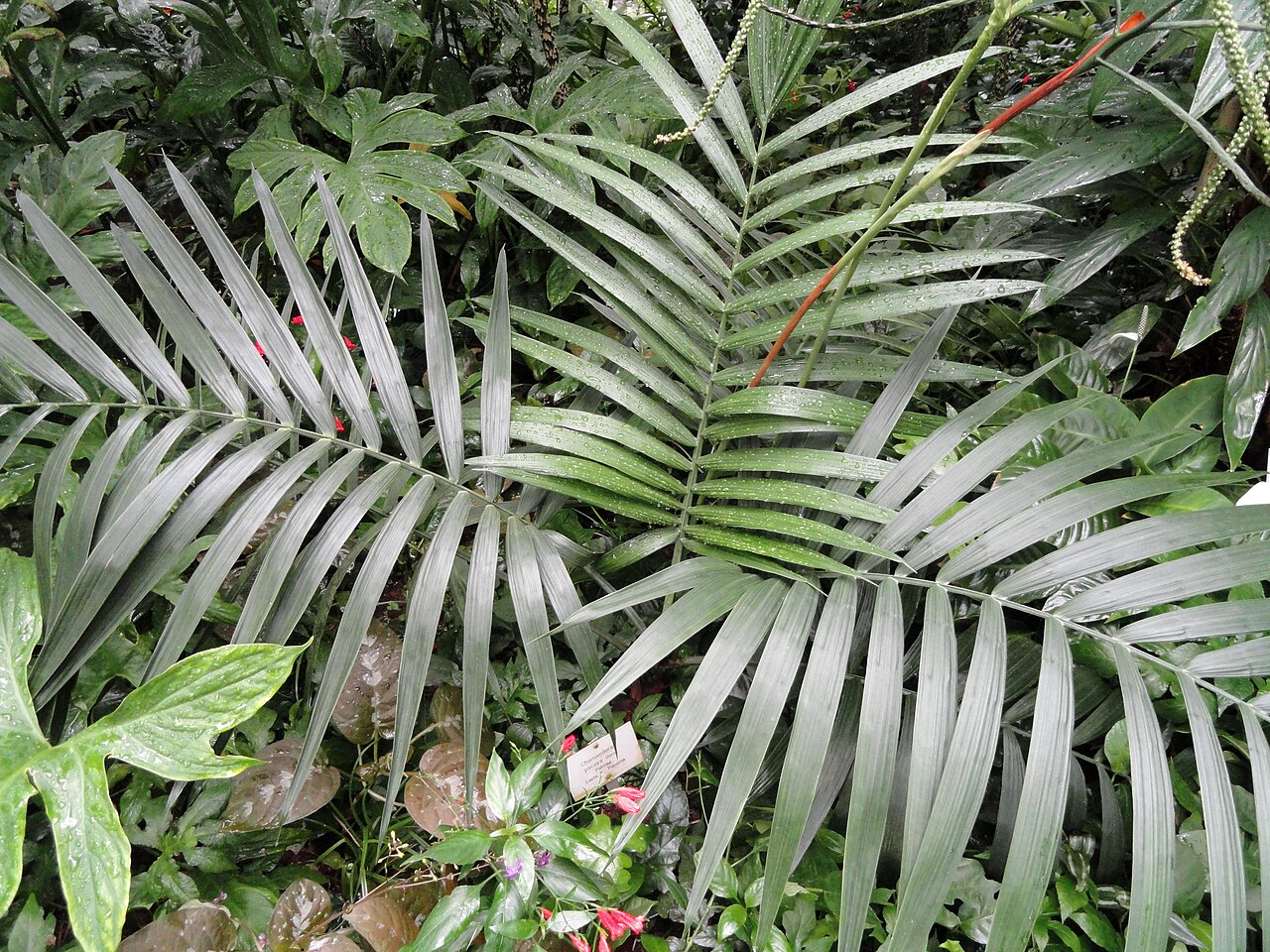 Chamaedorea pinnatifrons