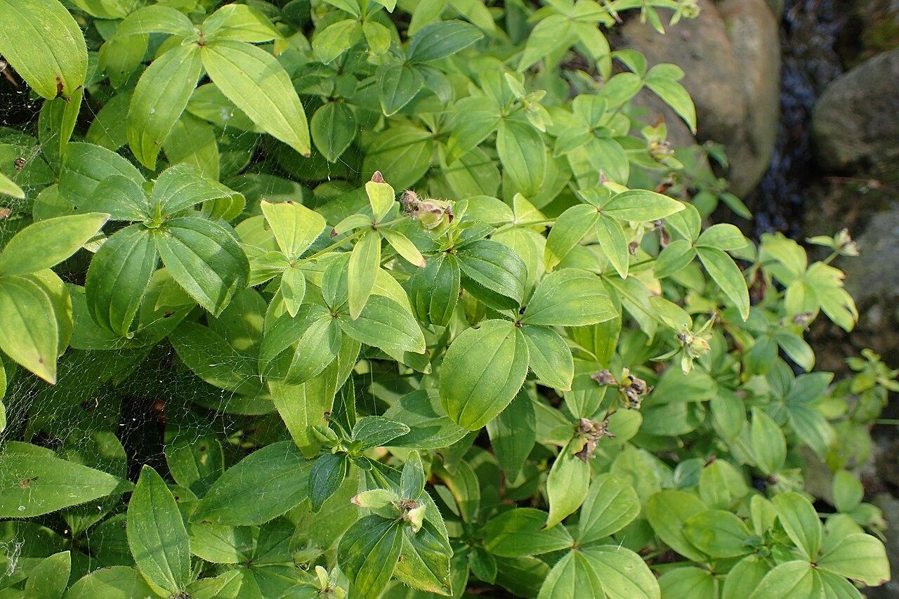 Asperula taurina