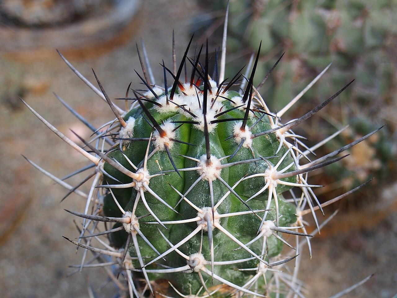 Copiapoa coquimbana