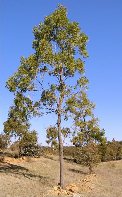 Lightwood or hickory wattle