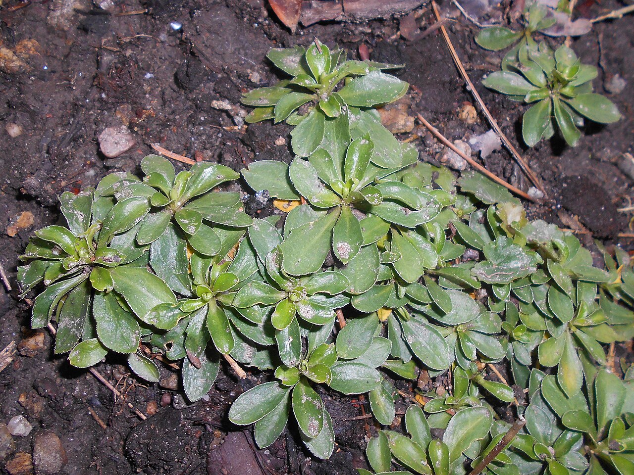 Arabis procurrens