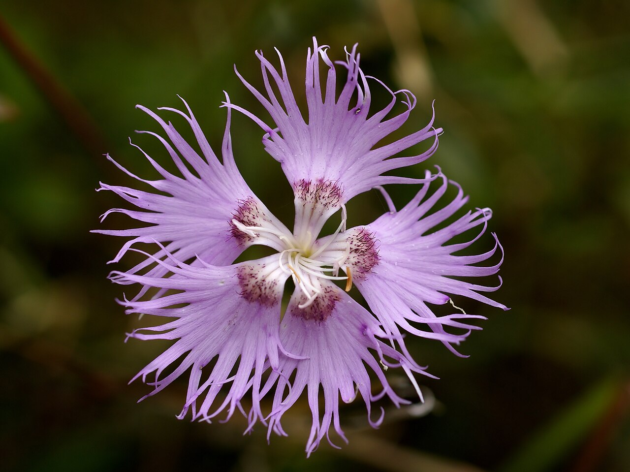 Dianthus acuminatus