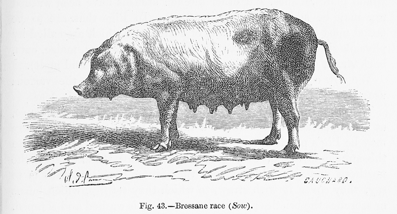 Bressane race