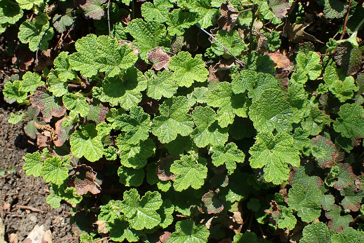 Rubus calycinoides