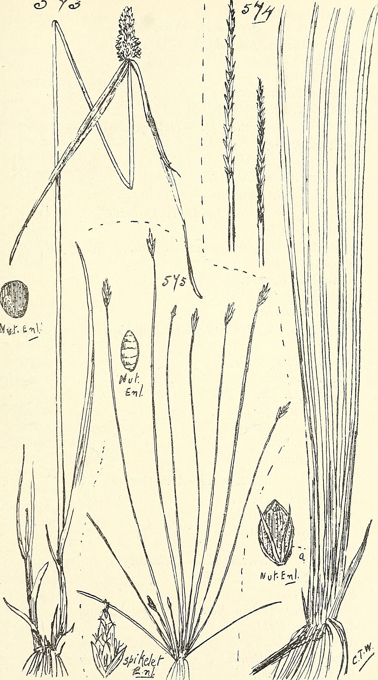 Fimbristylis polytrichoides