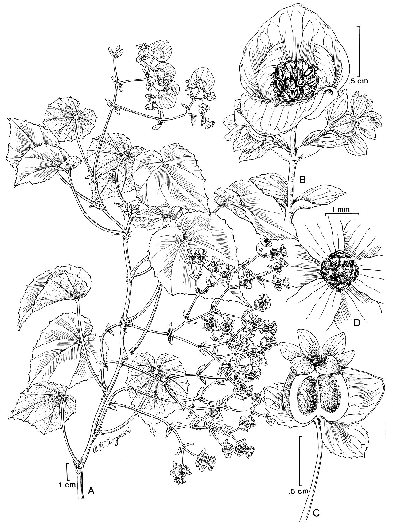 Begonia ynesiae