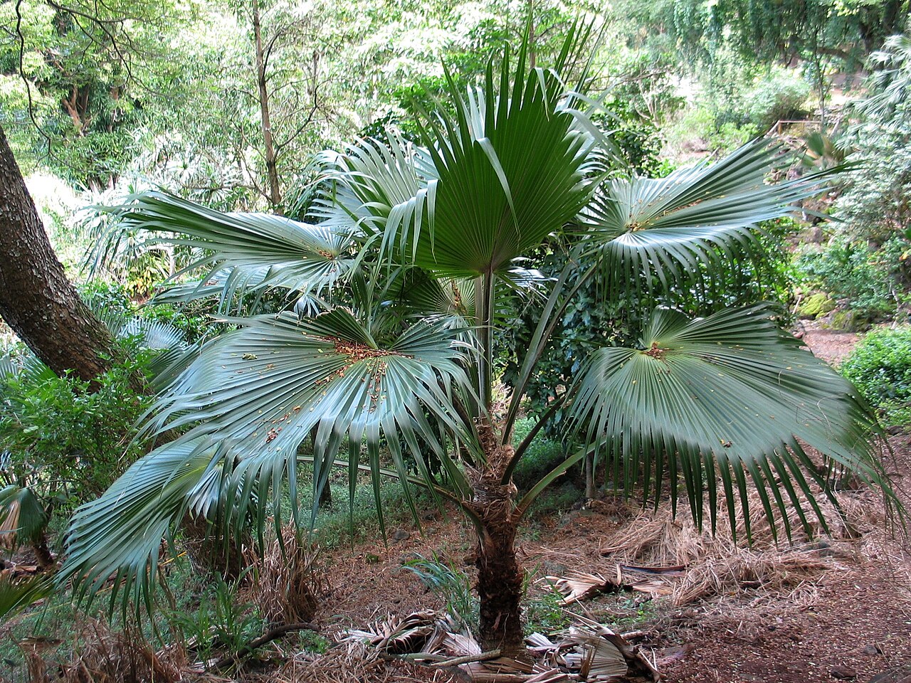 Pritchardia lowreyana