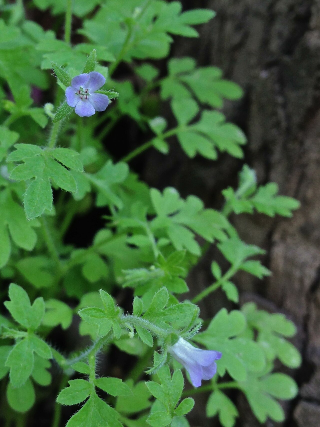 Phacelia covillei