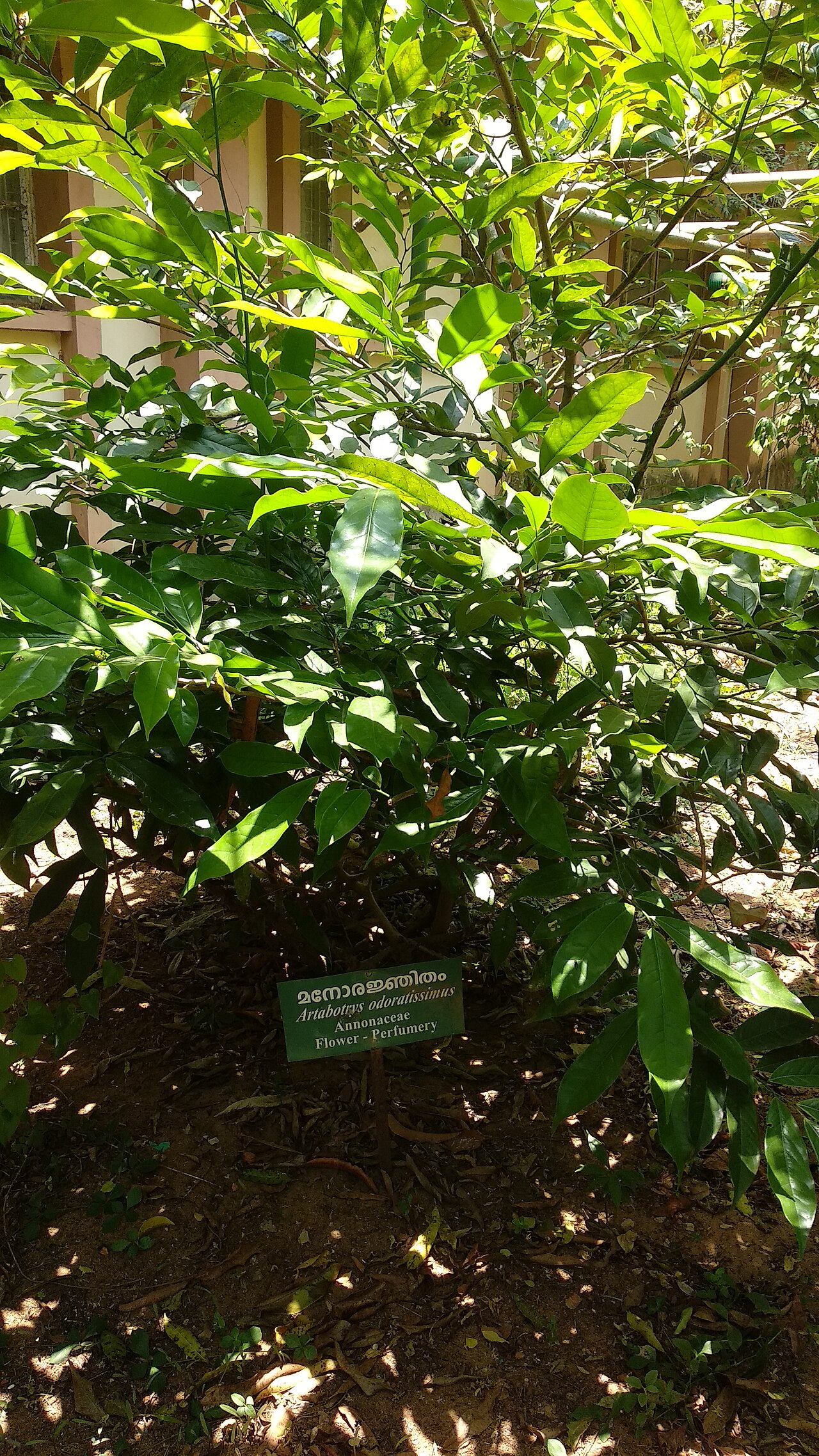 Artabotrys odoratissimus