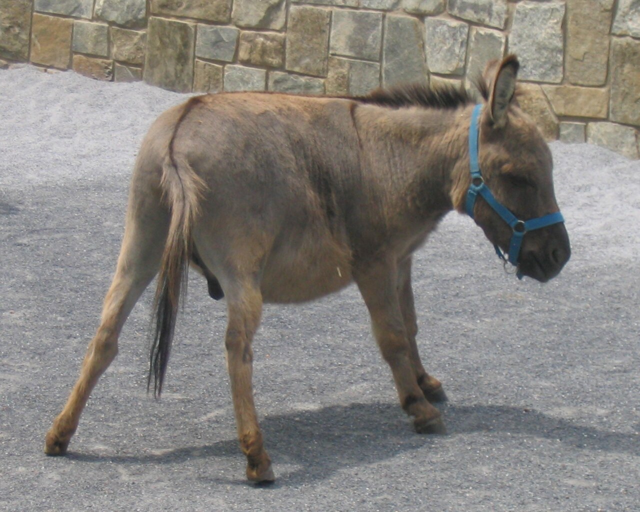 Miniature donkey