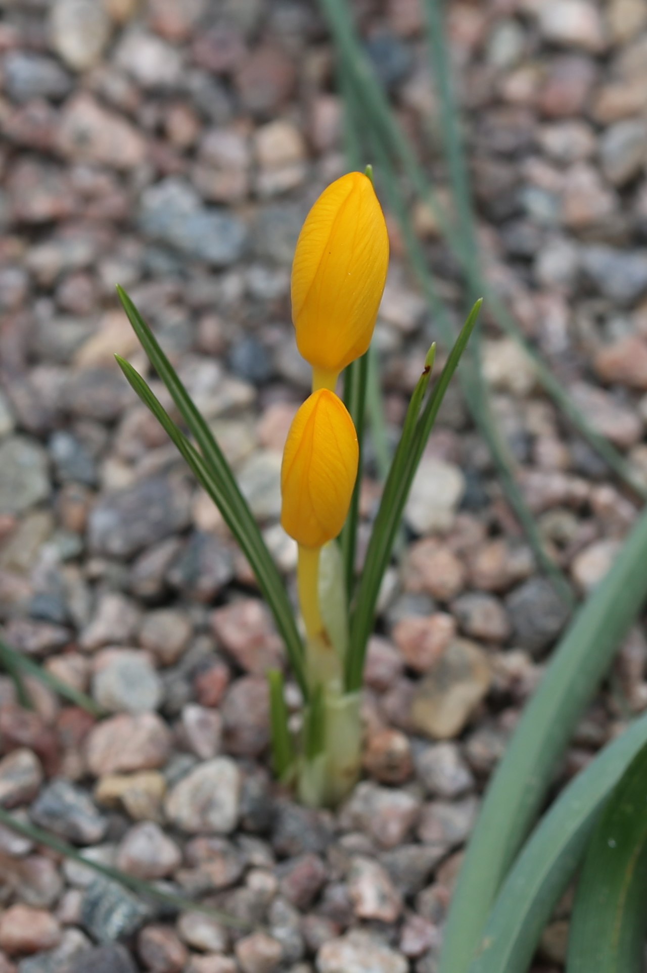 Crocus ancyrensis