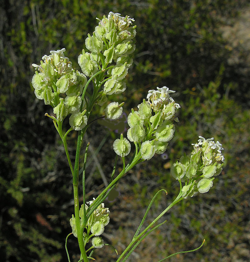 Menonvillea filifolia