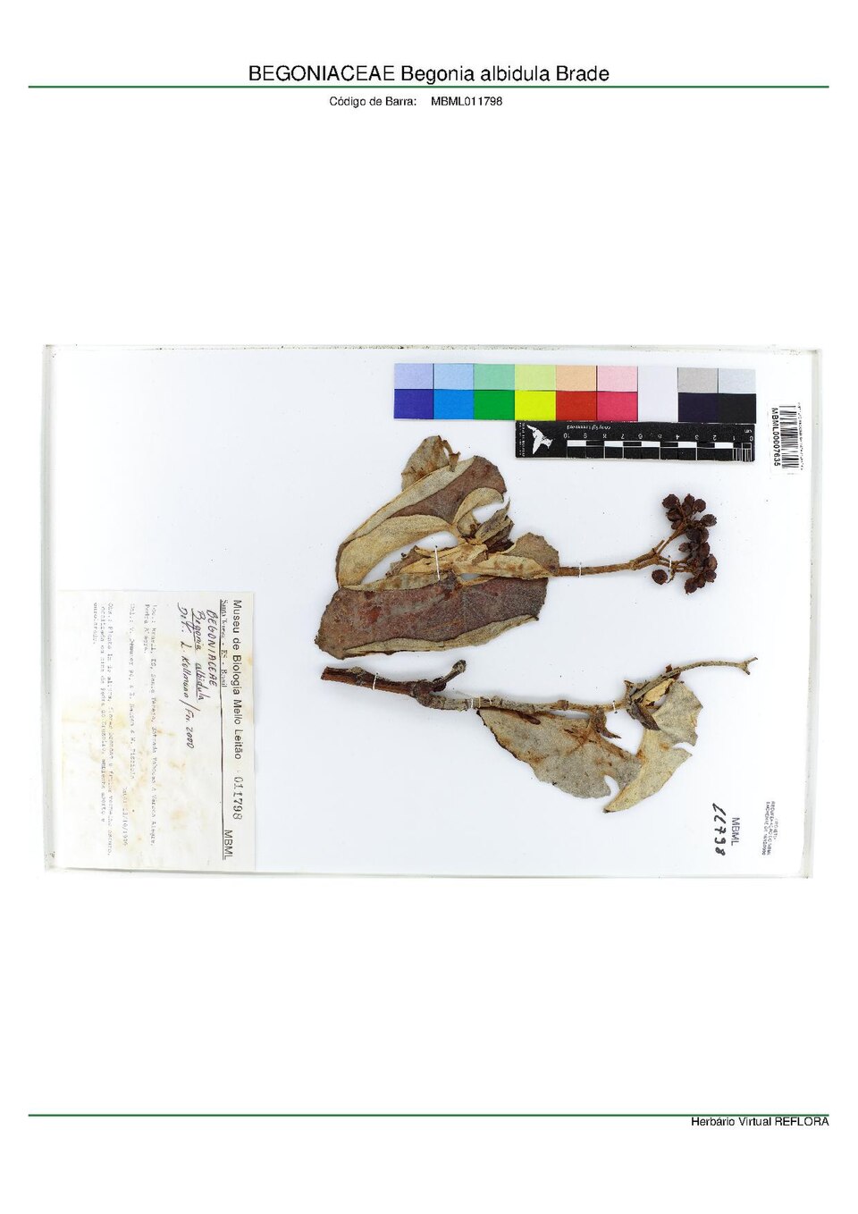 Begonia albidula