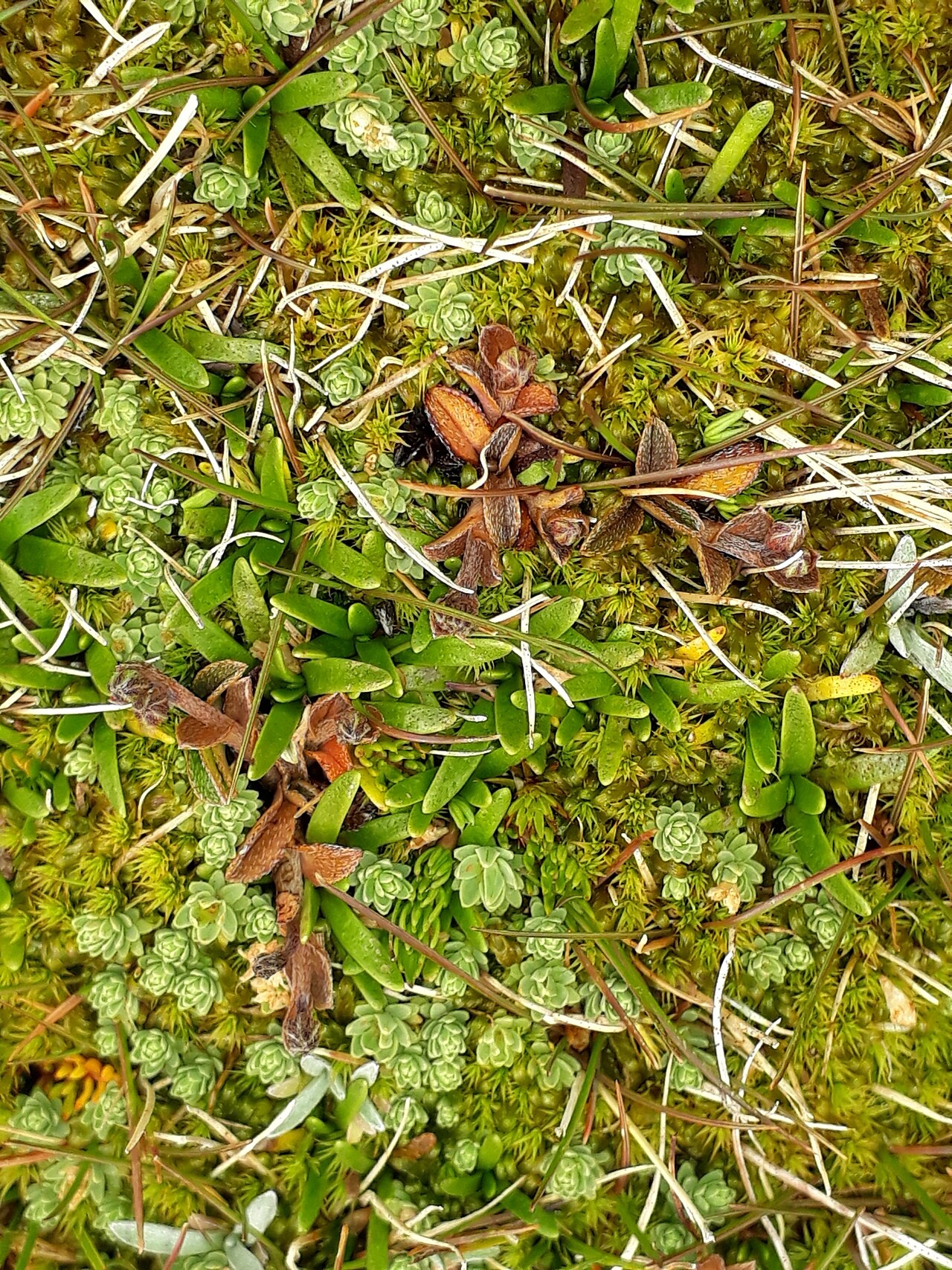 Myosotis bryonoma