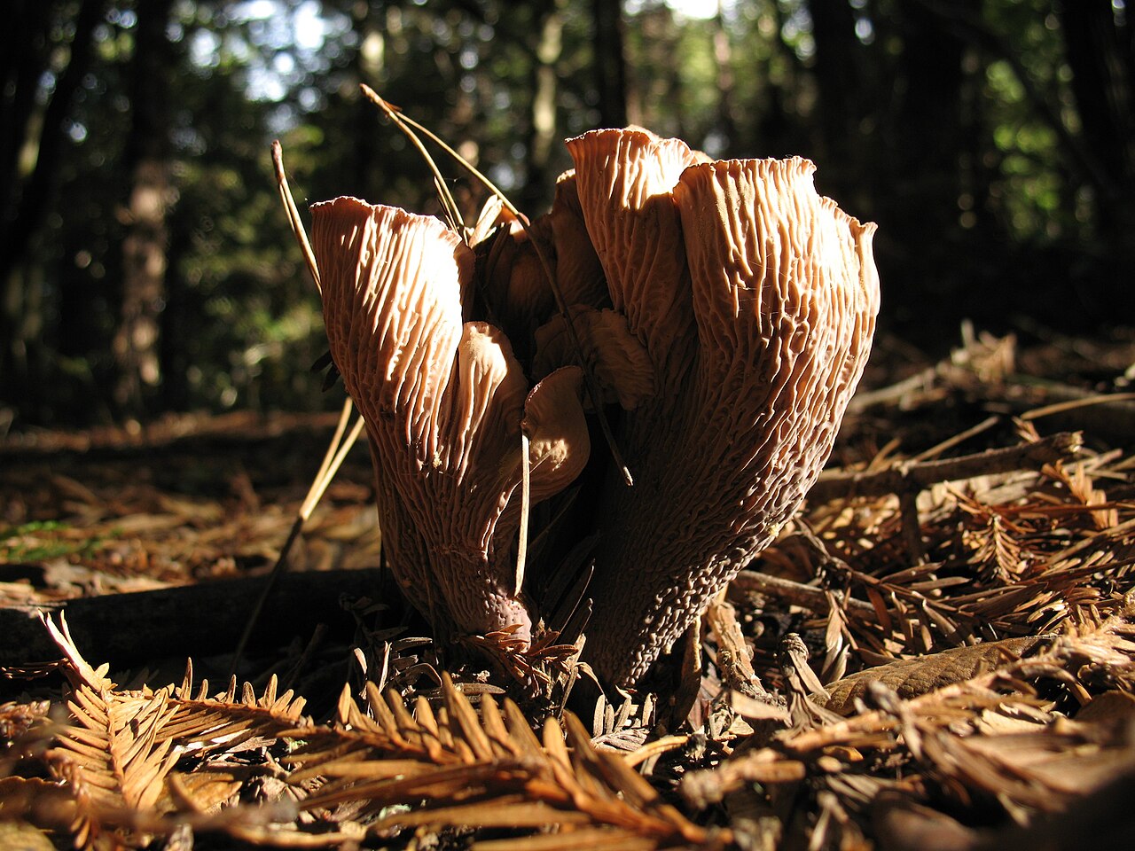 Pig's ears or the violet chanterelle