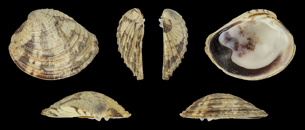 Chione cancellata