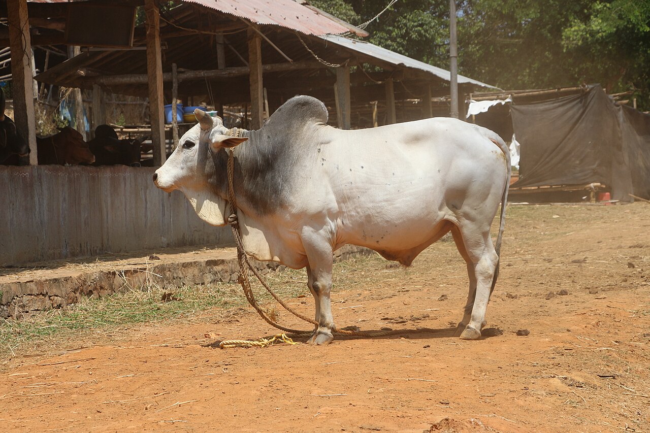 Malvi