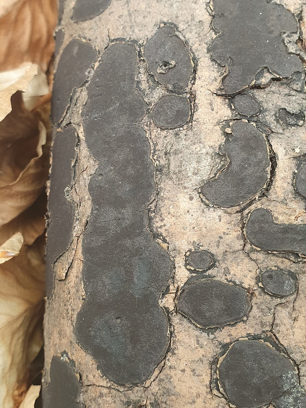Biscogniauxia nummularia
