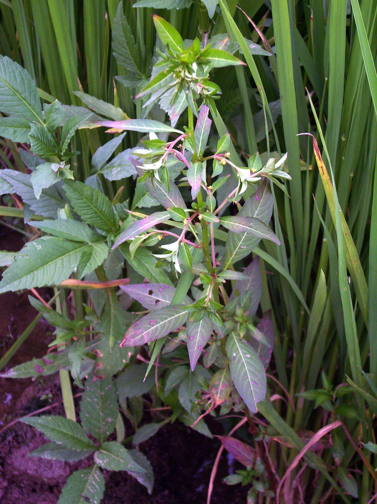 Ludwigia prostrata